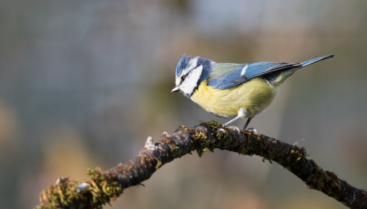Opération de baguage d'oiseaux à Brussey